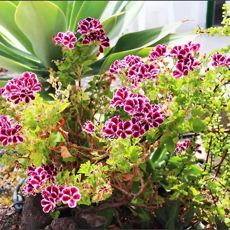Appartement Dolce Sinfonia Corralejo